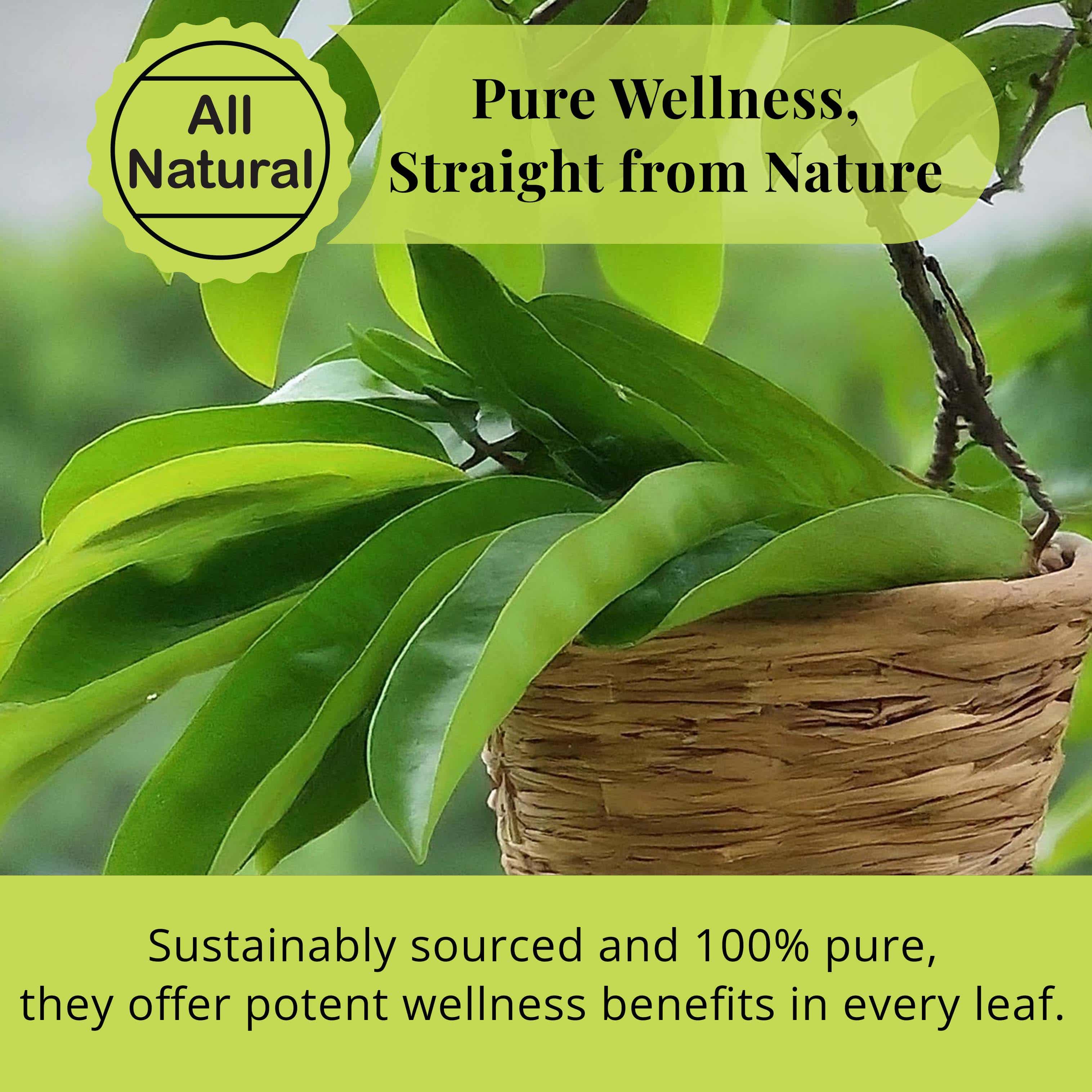 200+ Whole Dried Soursop Leaves – 2.6 oz , 100% Natural Soursop Tea (Graviola Leaves), Caffeine-Free Herbal Tea (Hoja Guanabana)