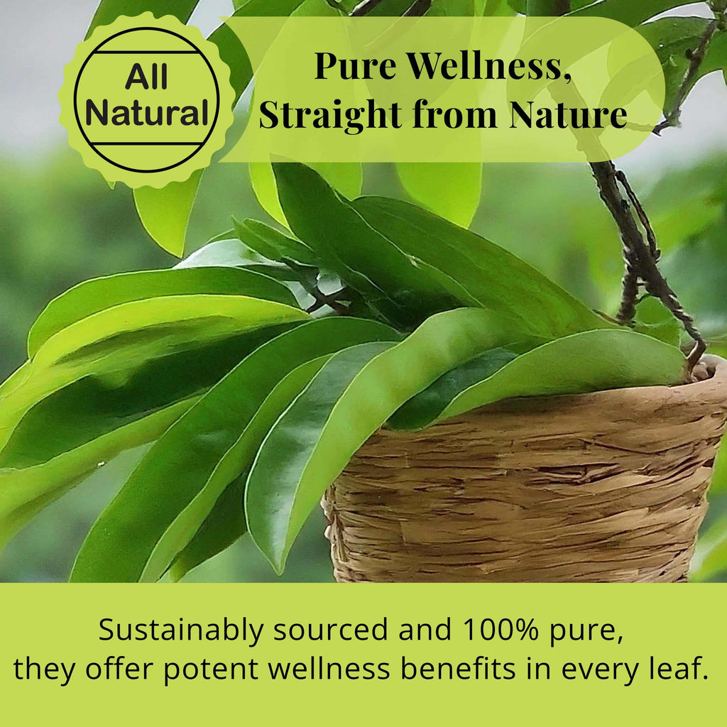200+ Dried Soursop Leaves 2.6 oz – Graviola Herbal Tea | Akshit