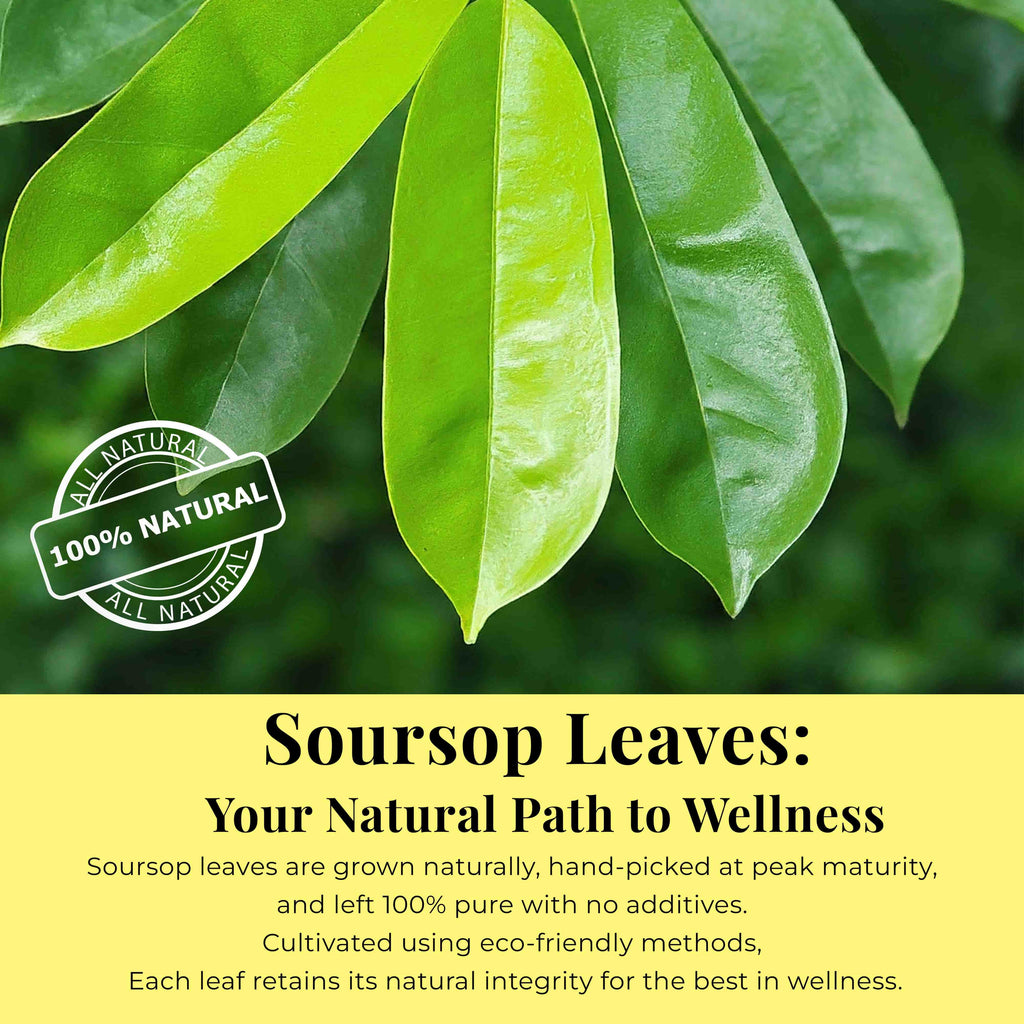200+ Dried Soursop Leaves 2.6 oz – Graviola Herbal Tea | Akshit