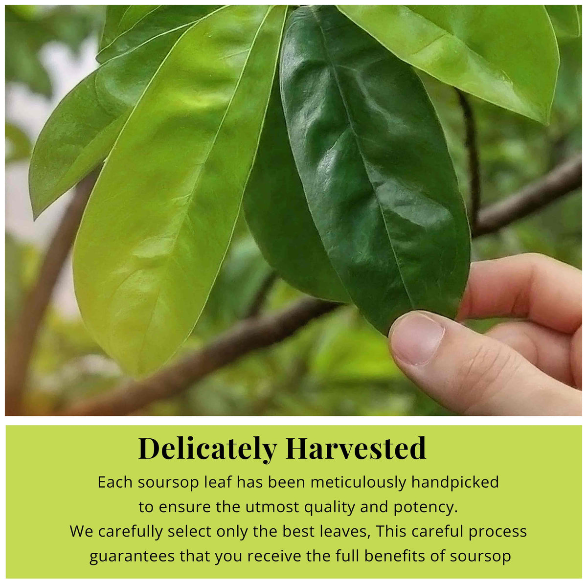 200+ Dried Soursop Leaves 2.6 oz – Graviola Herbal Tea | Akshit