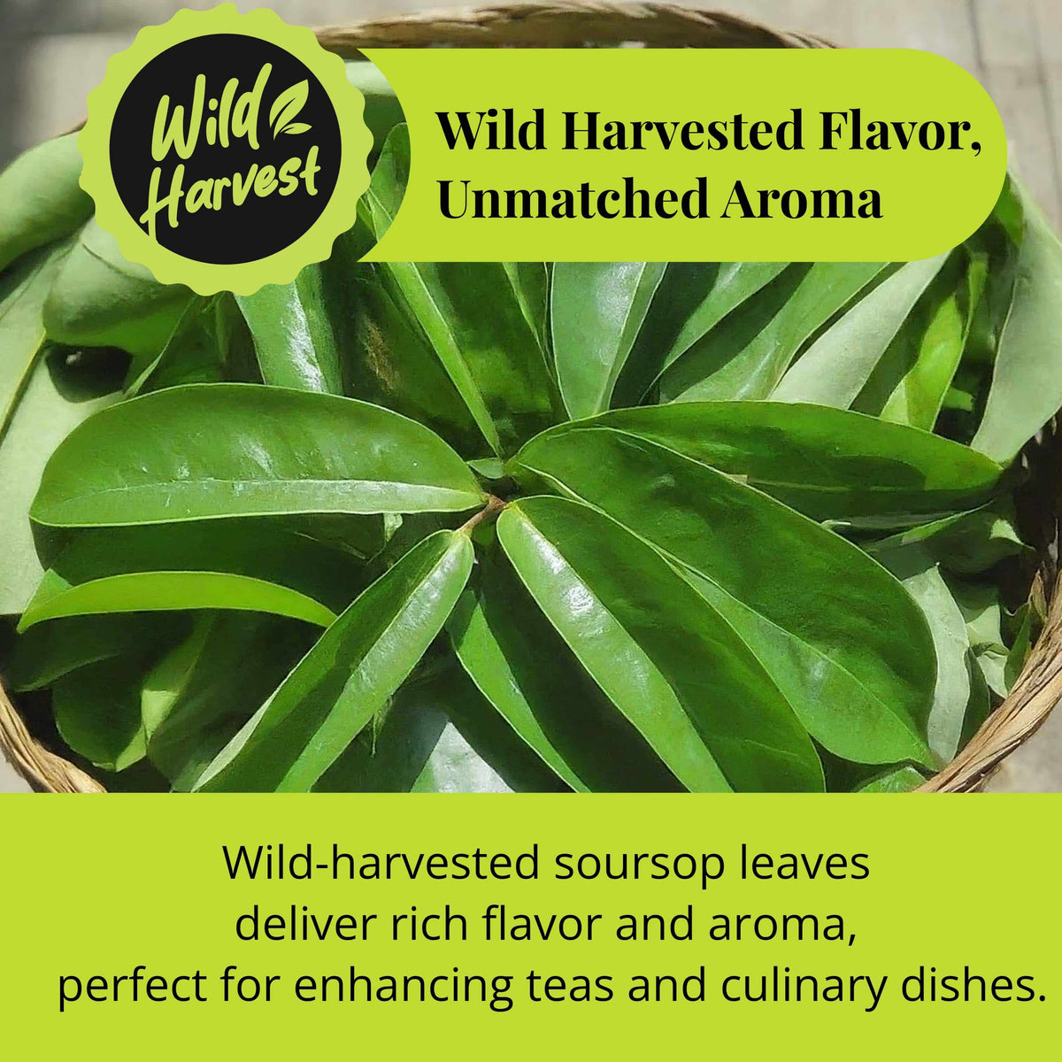 200+ Dried Soursop Leaves 2.6 oz – Graviola Herbal Tea | Akshit